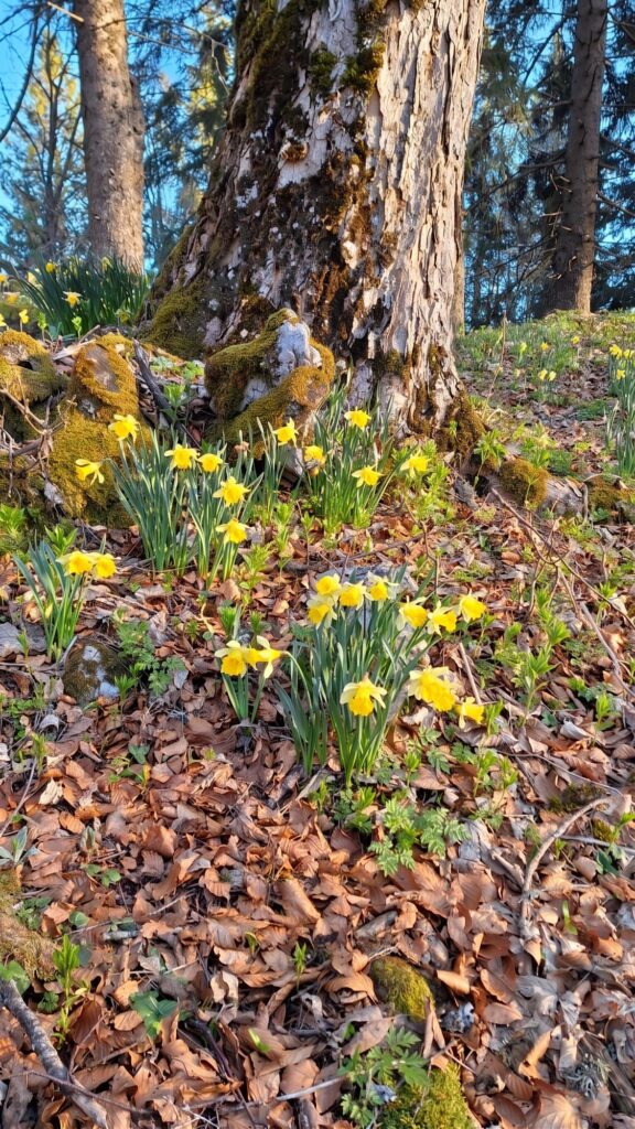 Jonquilles au pied d'un arbre, dans une forêt bourgeoise